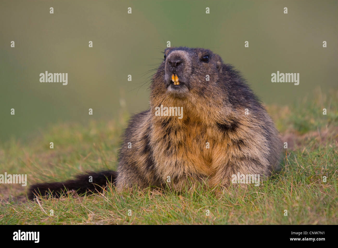 Alpine Murmeltier (Marmota Marmota), sitzt in einer Wiese, Österreich, Nationalpark Hohe Tauern, Großglockner Stockfoto