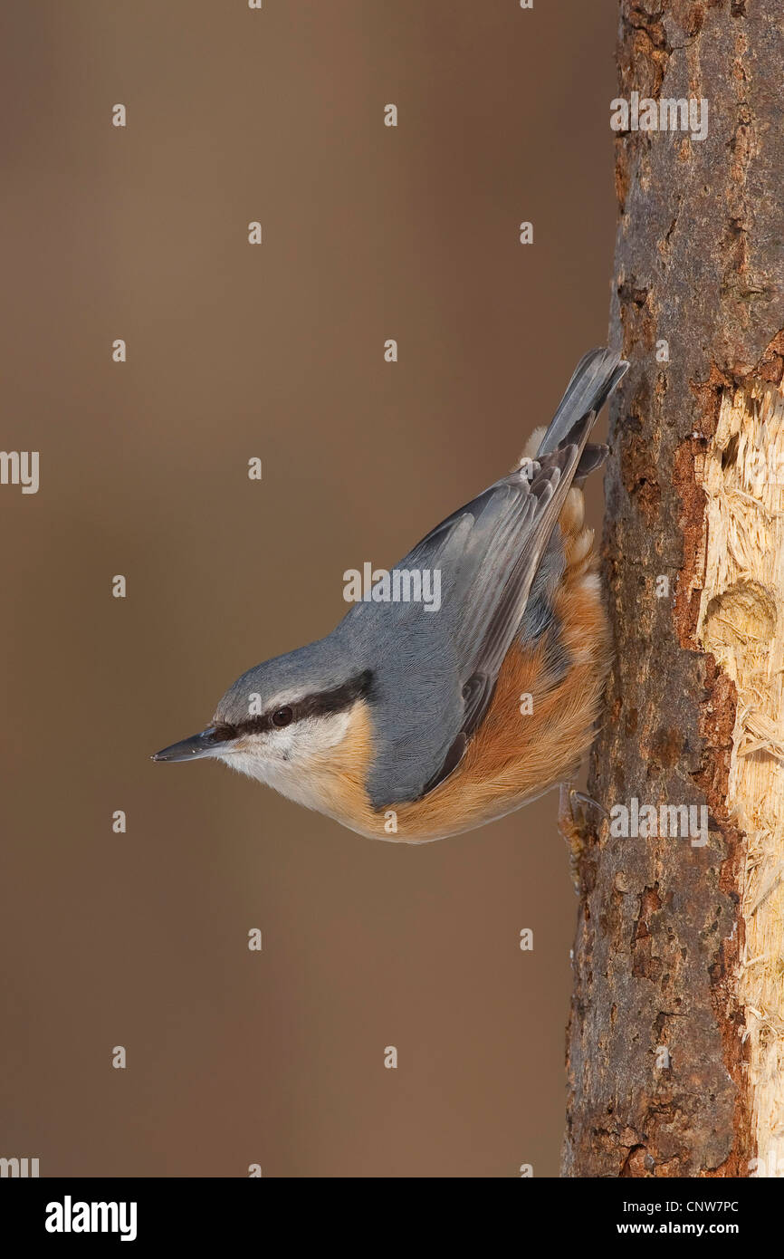 Eurasische Kleiber (Sitta Europaea), sitzen auf einem Baumstamm, Deutschland Stockfoto