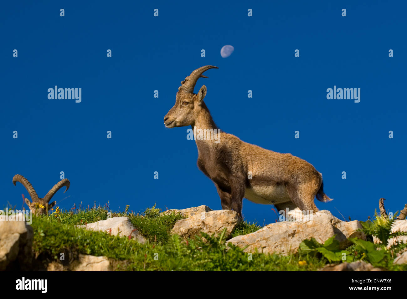 Alpensteinbock (Capra Ibex), stehend auf einem Hügel, Halbmond am Himmel, Toggenburg, Chaeserrugg, Sankt Gallen, Schweiz Stockfoto