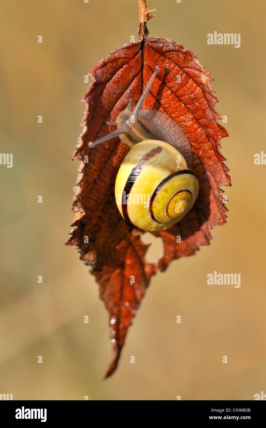 Weiße gartenschnecke Fotos und Bildmaterial in hoher Auflösung Alamy