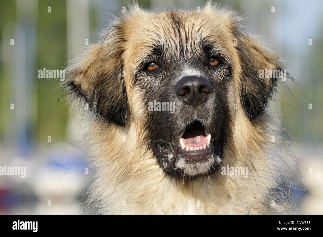 Mischling Hund (Canis Lupus F. Familiaris), portrait Stockfoto
