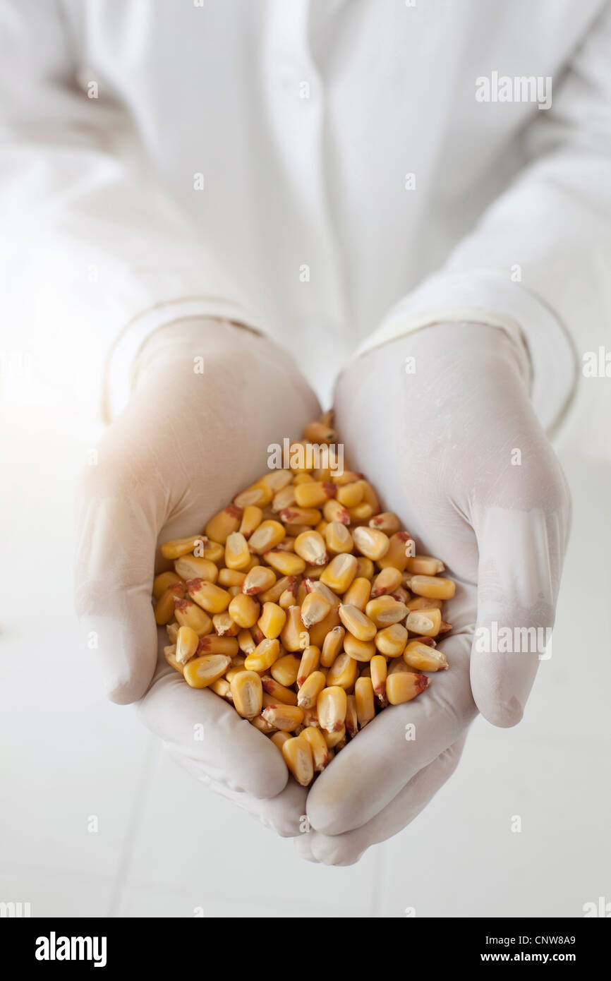 Wissenschaftler mit Handvoll Maiskörner Stockfoto