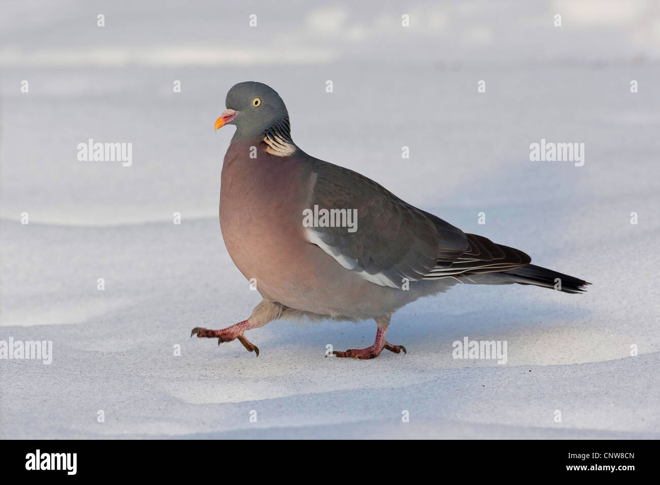 Ringeltaube (Columba Palumbus), zu Fuß durch den Schnee, Deutschland Stockfoto