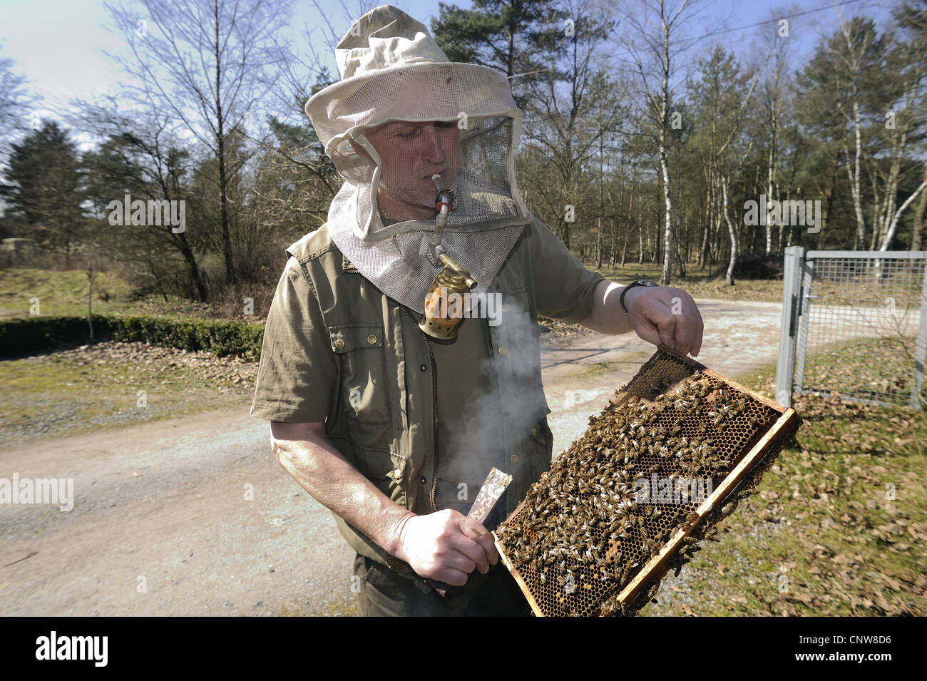 Bienenkorb Biene (Apis Mellifera Mellifera), Honigbiene, Imker Waben, Germany, North Rhine-Westphalia, Stukenbrock-Senne überprüfen Stockfoto