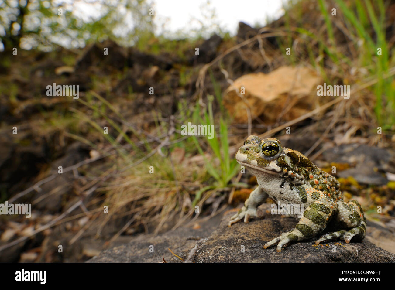 grüne Kröte oder bunte Kröte (Bufo Viridis), sitzt in seinem natürlichen Lebensraum, Deutschland, Baden-Württemberg, Böblingen Stockfoto