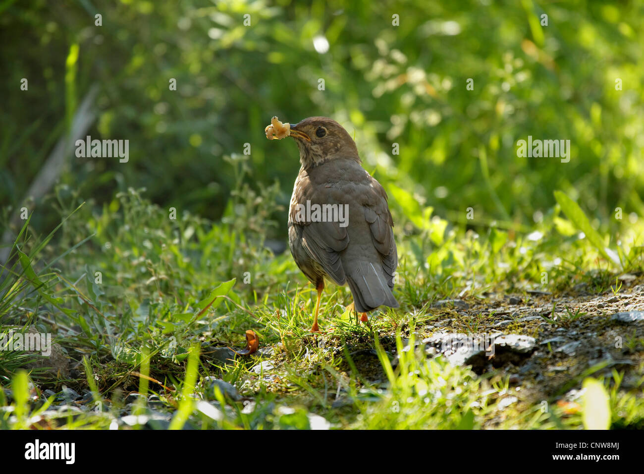 Singdrossel (Turdus Philomelos), ernähren sich von Schnecken, Deutschland Stockfoto