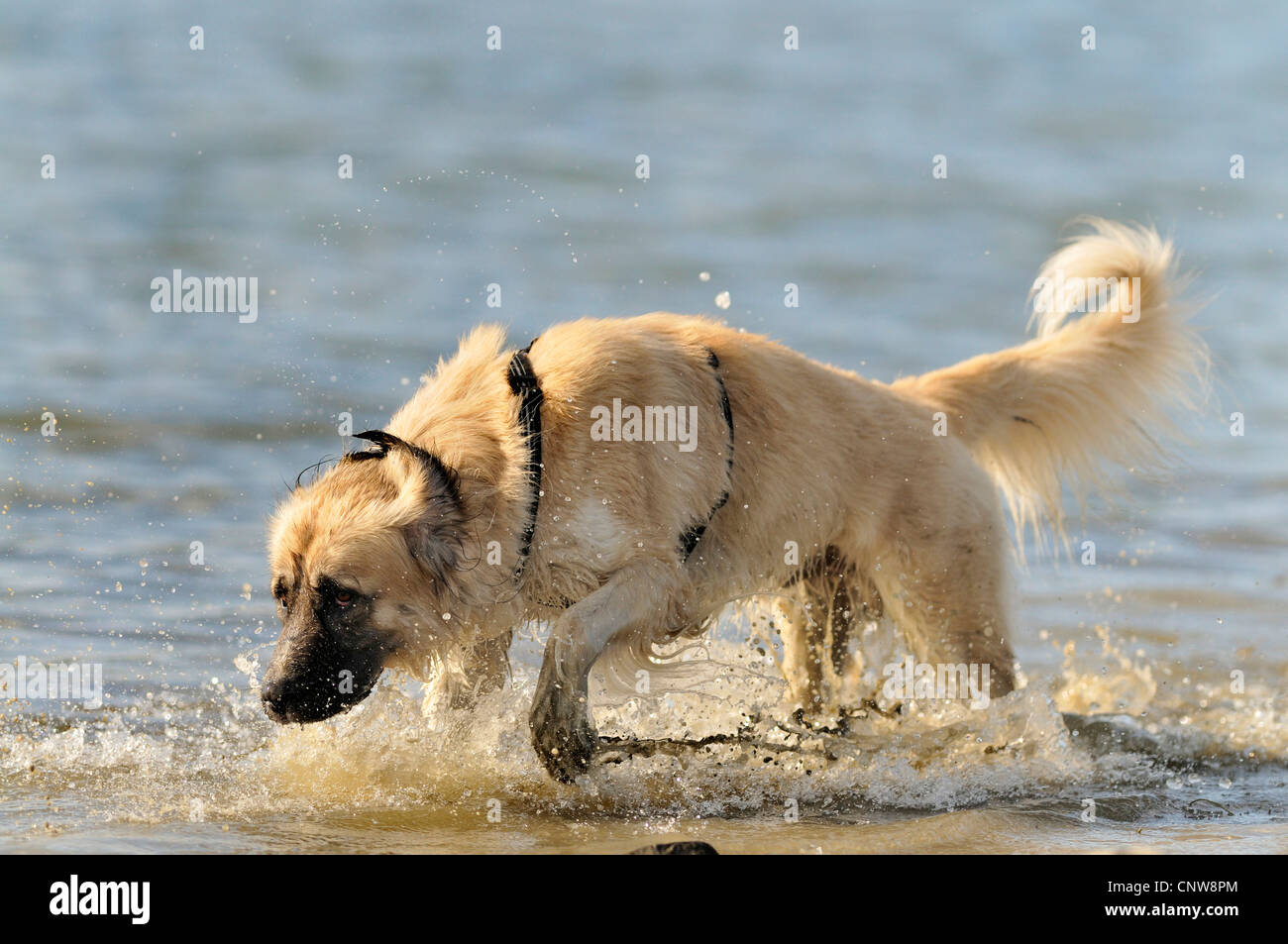 Mischling Hund (Canis Lupus F. Familiaris), auf der Suche nach Abrufen von Stick, Deutschland Stockfoto