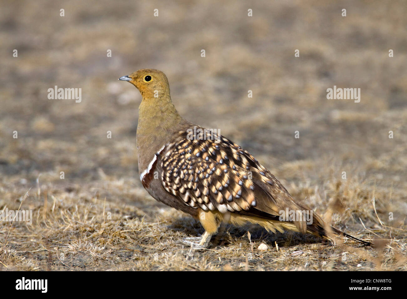 Namaqua Sandgrouse (Pterocles Namaqua), gut getarnt auf Boden, Namibia, Etosha NP Stockfoto