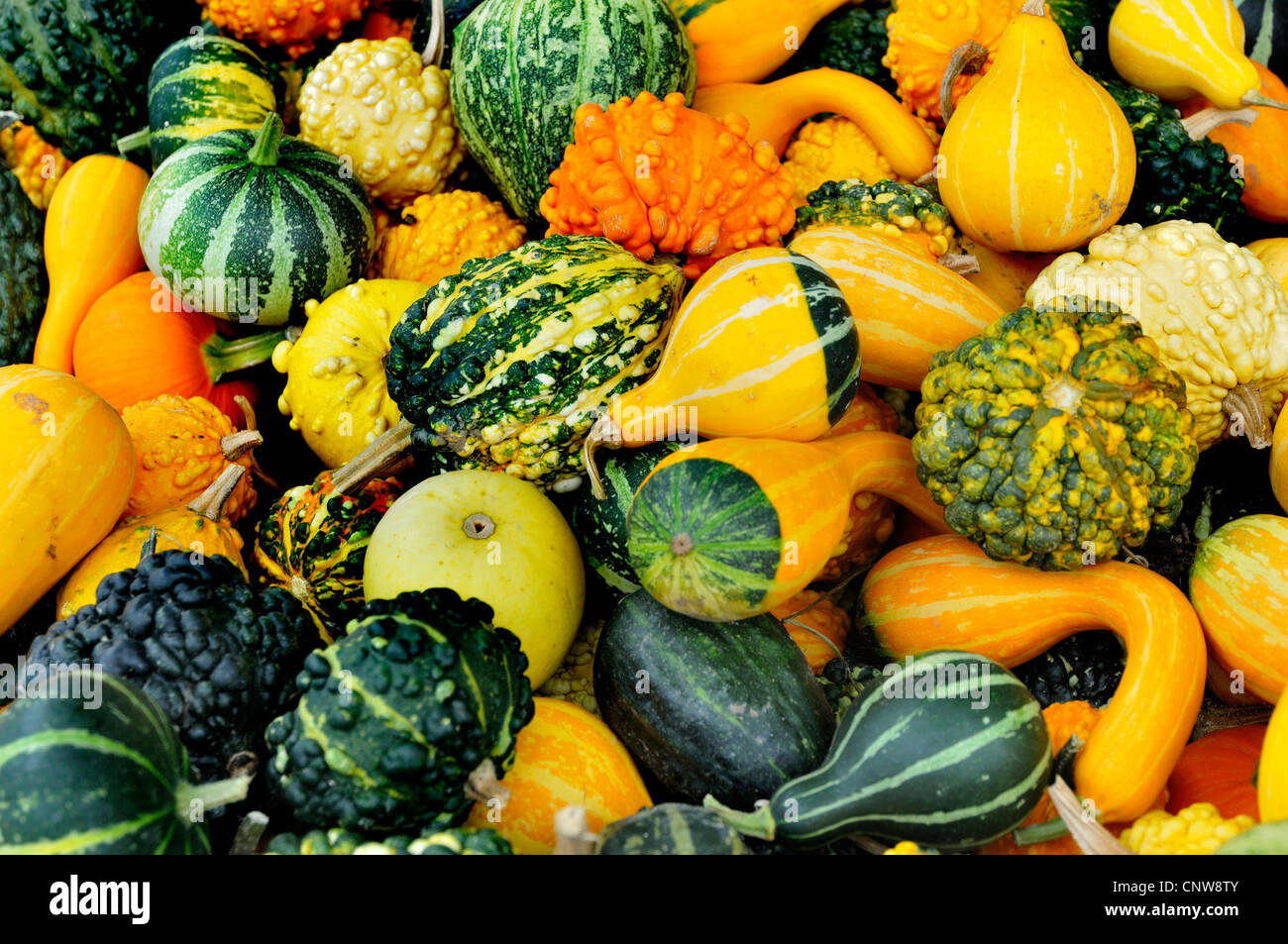 Zier-Kürbis (Cucurbita Pepo Convar. Microcarpina), verschiedene dekorative Kürbisse Stockfoto