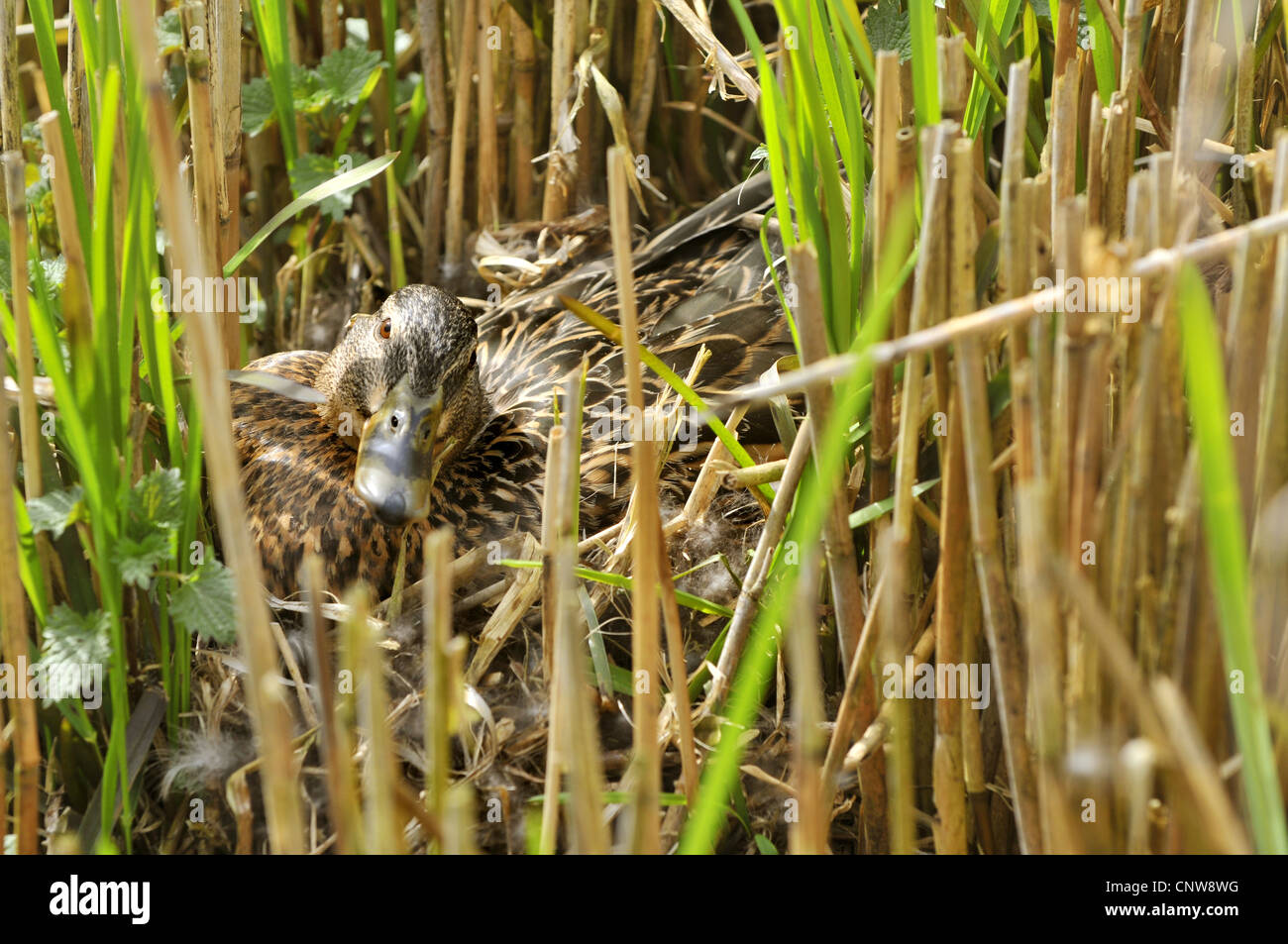 Stockente (Anas Platyrhynchos), liegend in seinem Nest, Deutschland Stockfoto