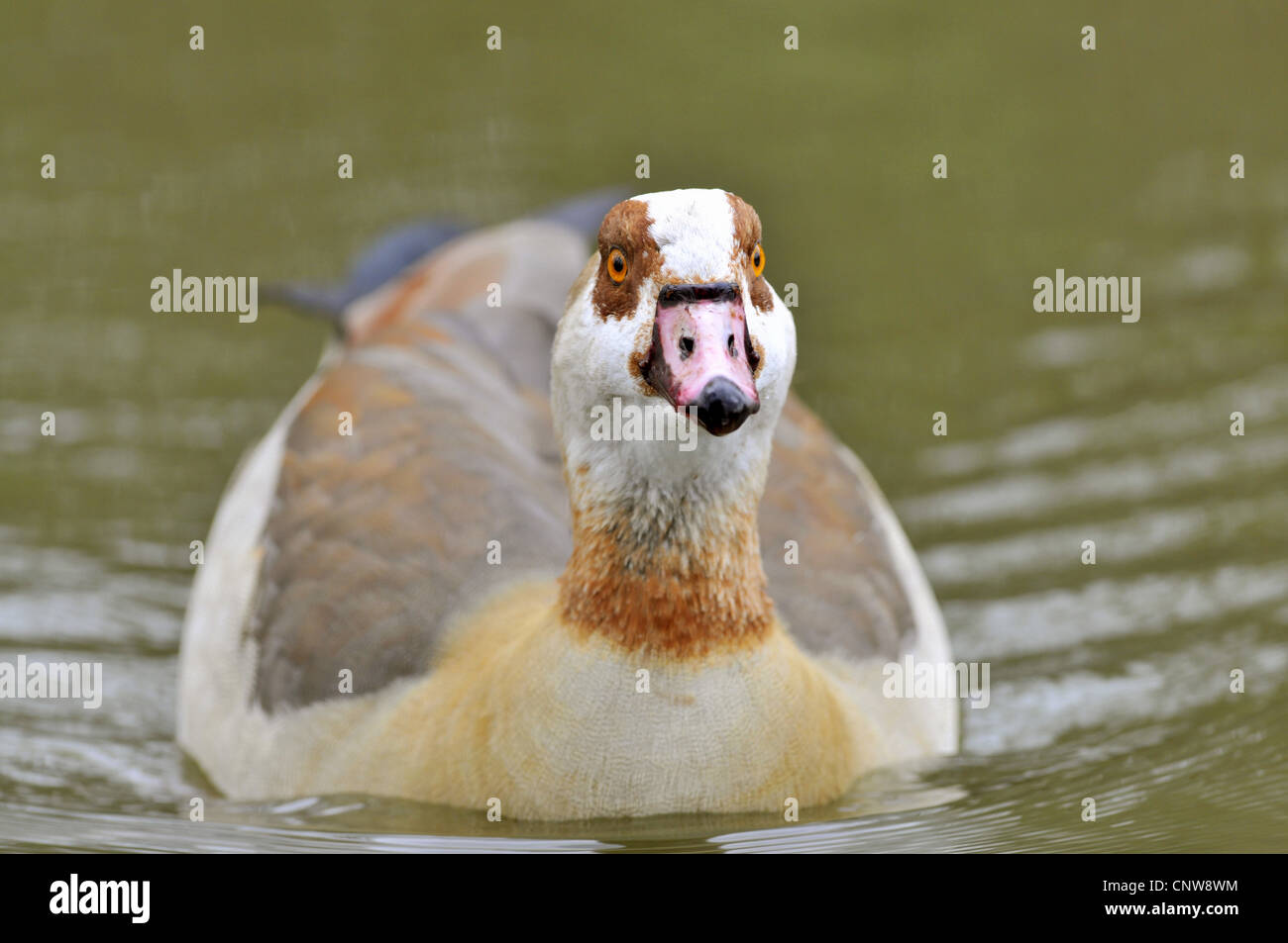 Nilgans (Alopochen Aegyptiacus), Baden, Deutschland Stockfoto