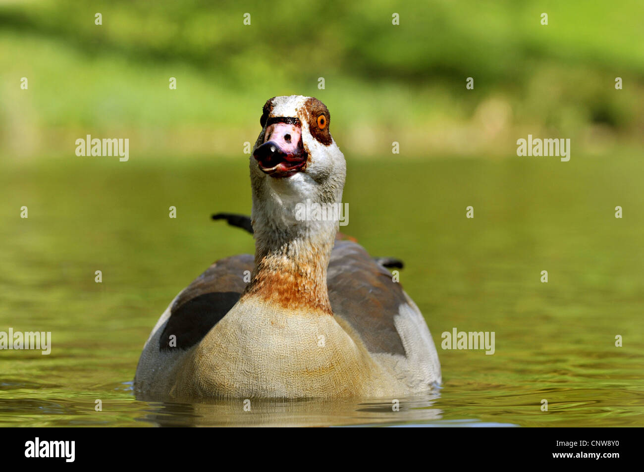 Nilgans (Alopochen Aegyptiacus), schwimmen auf dem Teich, Blick in die Kamera, Deutschland Stockfoto