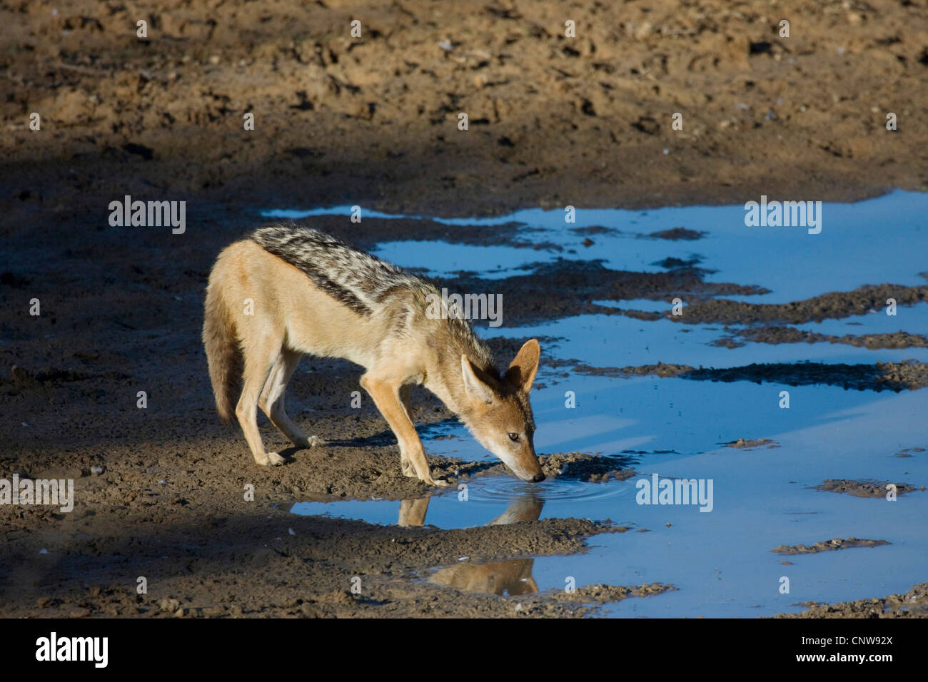 Black-backed Jackal (Canis Mesomelas), trinken, Südafrika, Kalahari Gemsbok National Park Stockfoto