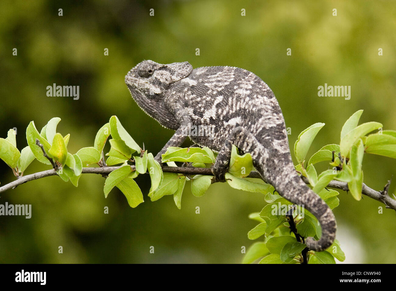 Klappe-necked Chamäleon, Flapneck Chamäleon (Chamaeleo Dilepis), auf der Suche für Beute, Namibia, Etosha National Park Stockfoto