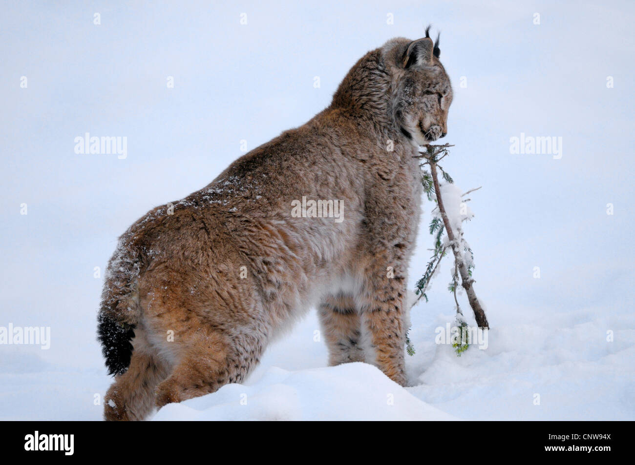 Eurasischer Luchs (Lynx Lynx), Erwachsene Kennzeichnung einen Fichte Zweig in einer verschneiten Landschaft, Deutschland Stockfoto