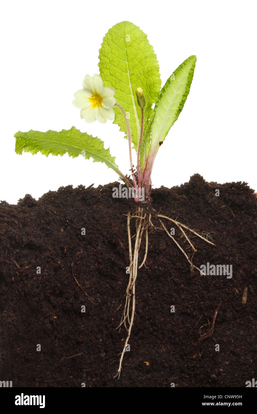 Primel Pflanze und Blume im Boden zeigt die Wurzelstruktur Stockfoto