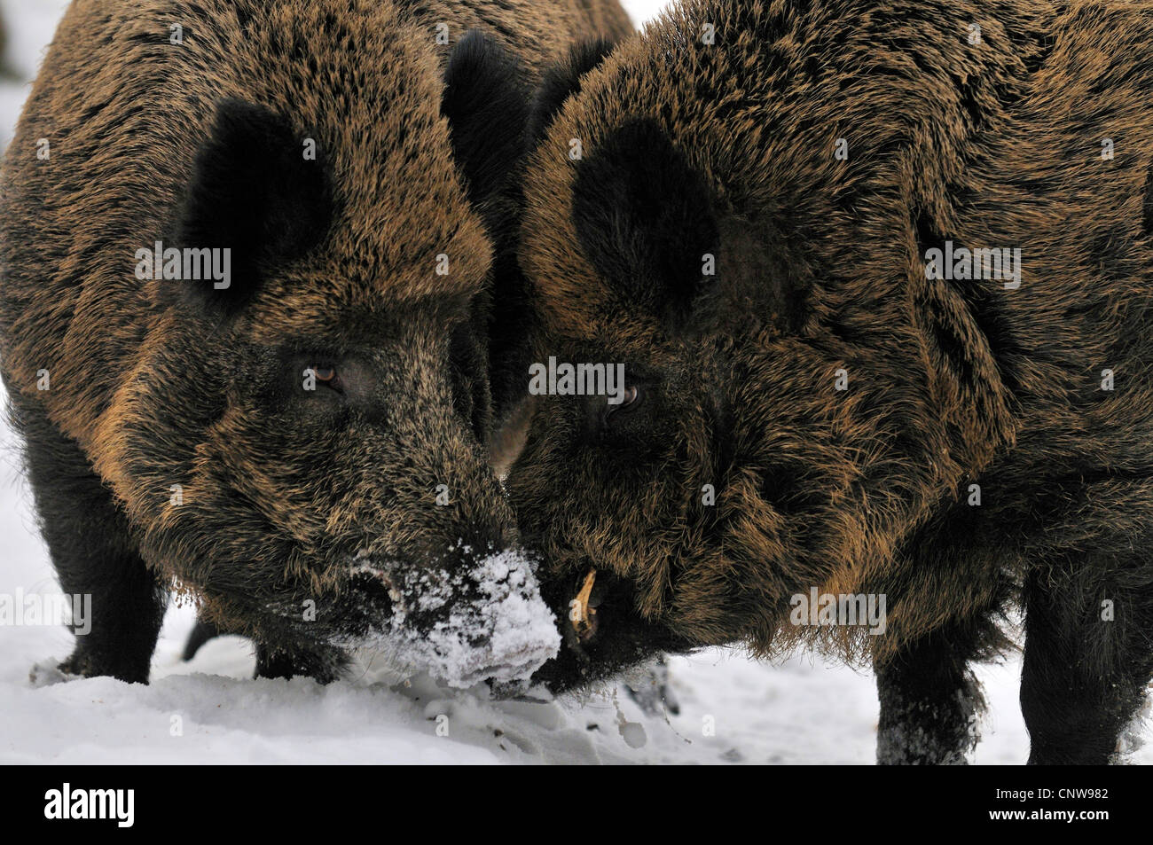 Wildschwein, Schwein, Wildschwein (Sus Scrofa), zwei Erwachsene auf der Suche nach Nahrung unter dem Schnee, Deutschland Stockfoto