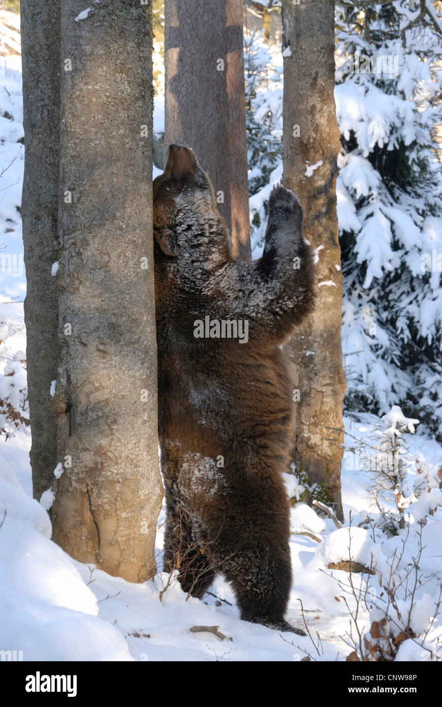 Braunbär (Ursus Arctos), begrenzt auf die Hinterbeine im Schnee stehen Wald reiben den Rücken gegen einen Baum, Deutschland Stockfoto