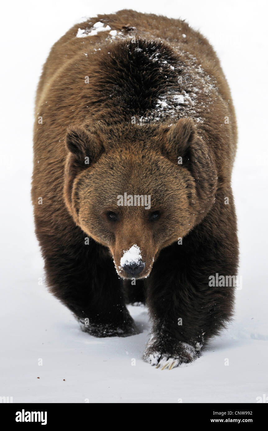 Braunbär (Ursus Arctos), zu Fuß durch den Schnee, Deutschland Stockfoto