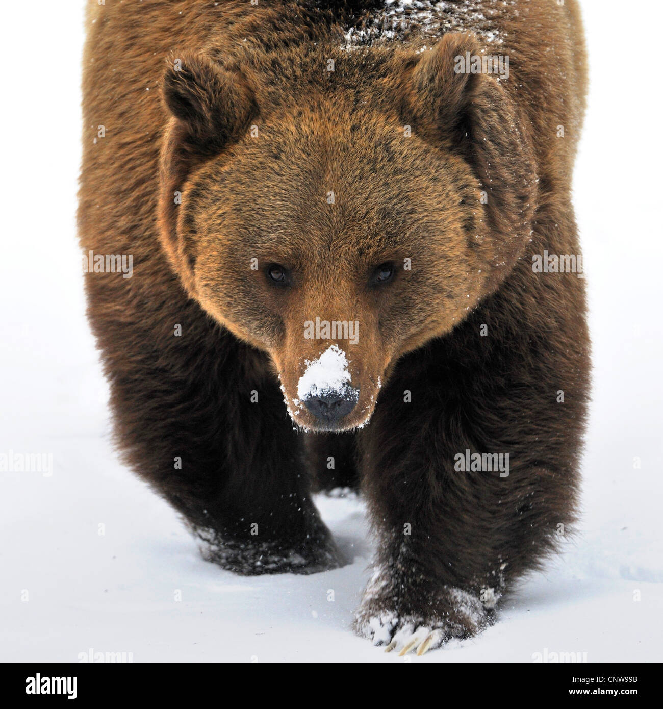 Braunbär (Ursus Arctos), zu Fuß durch den Schnee, Deutschland Stockfoto