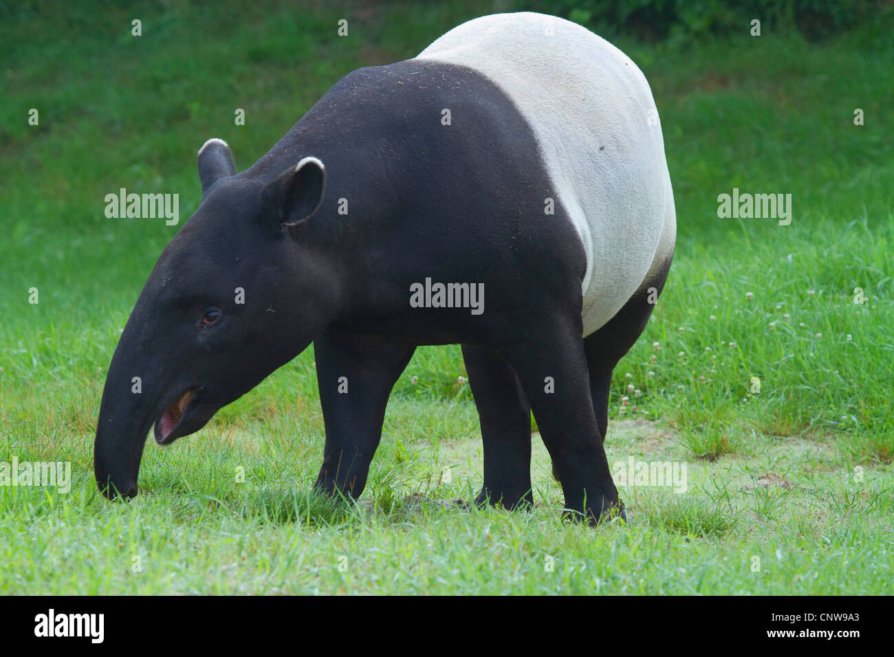 Asiatischer Tapir, Schabrackentapir (Tapirus Indicus), auf Wiese stehend Stockfoto