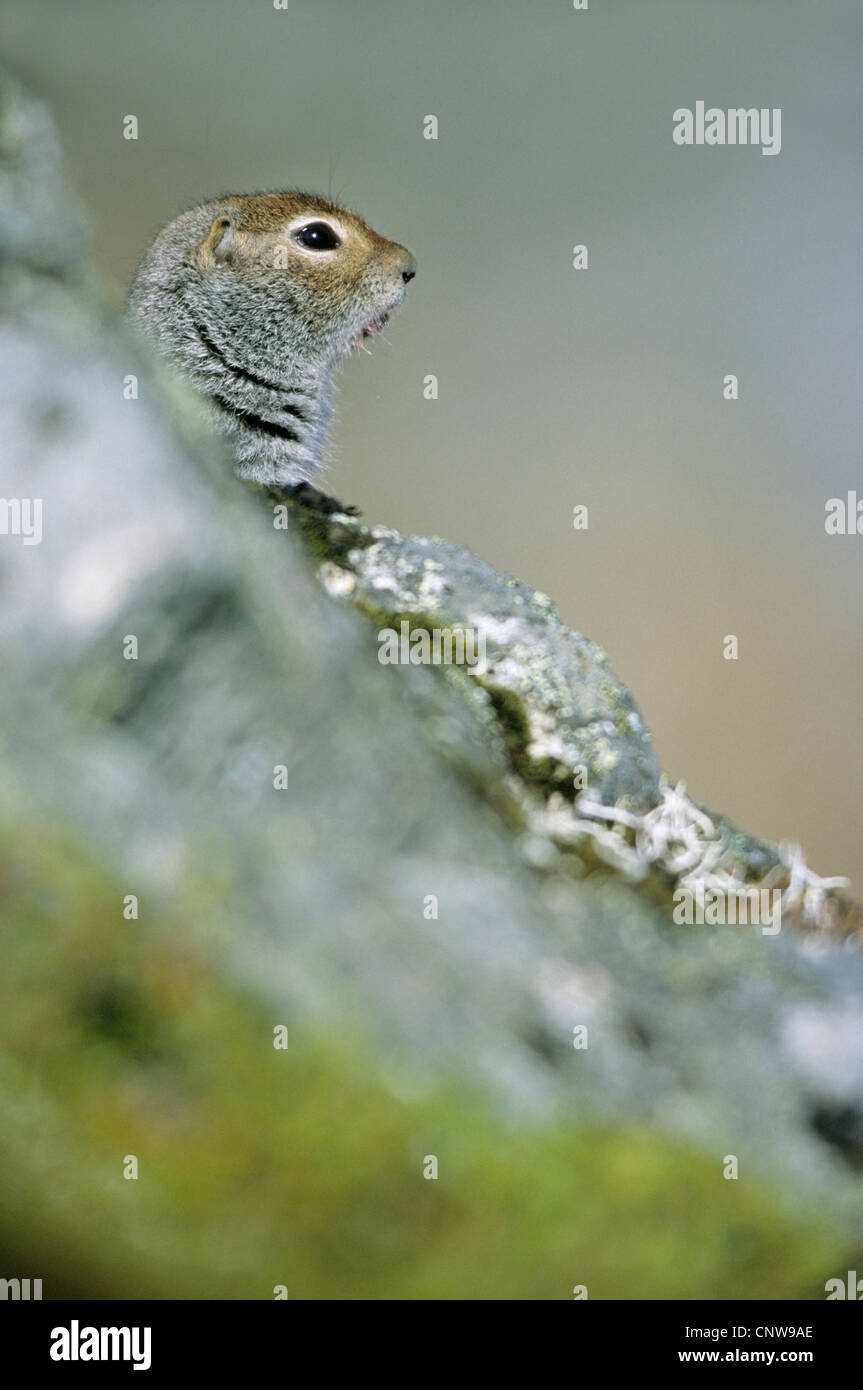 Arktischer Ziesel (Citellus Parryi, Citellus Undulatus, Spermophilus Parryii), im Lebensraum zwischen Felsen, USA, Alaska, Chugach Mountains Stockfoto