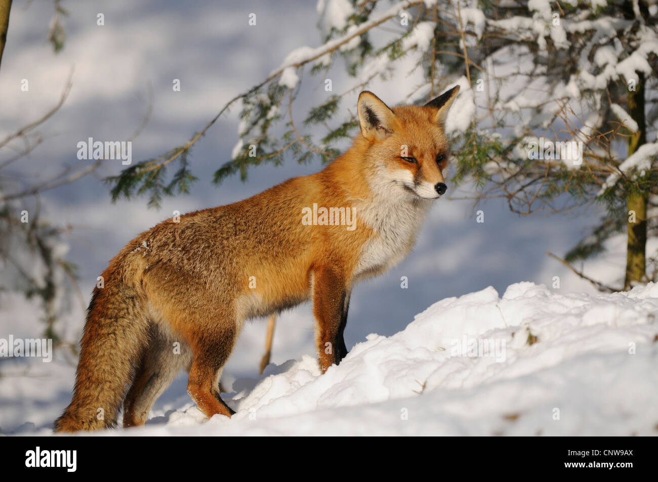 Rotfuchs (Vulpes Vulpes), stehen in einer verschneiten Landschaft am Rande eines Waldes, Deutschland Stockfoto