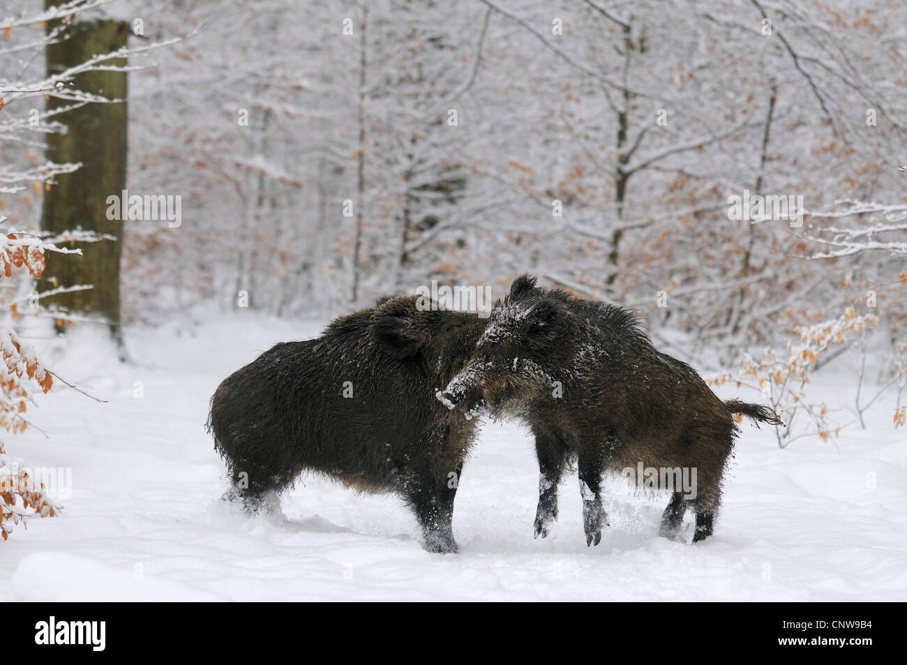Wildschwein, Schwein, Wildschwein (Sus Scrofa), zwei Jugendliche Herumtollen im Schnee, Deutschland Stockfoto