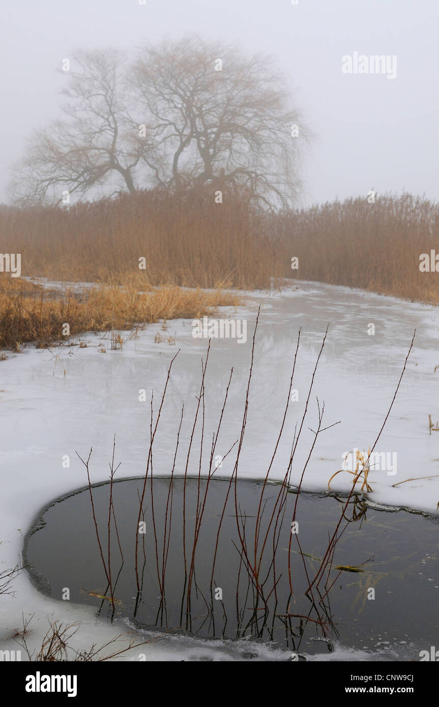 Weide, Korbweide (Salix spec.), Sumpf-Wiese mit einem Loch in einer gefrorenen Pfütze im Nebel, Deutschland, Nordrhein-Westfalen, Soest Stockfoto