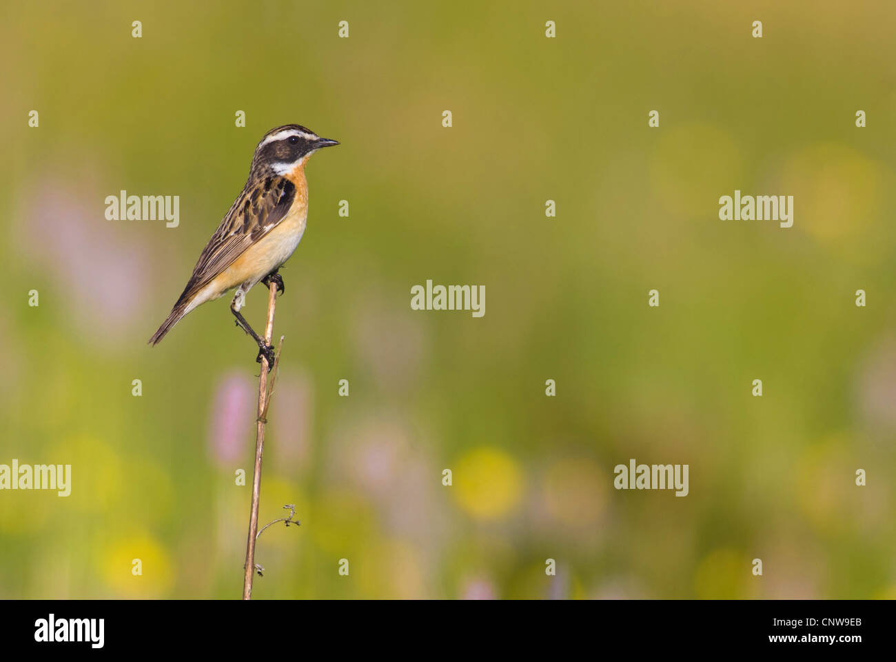 Braunkehlchen (Saxicola Rubetra), Klinge, Deutschland, Nordrhein-Westfalen Stockfoto