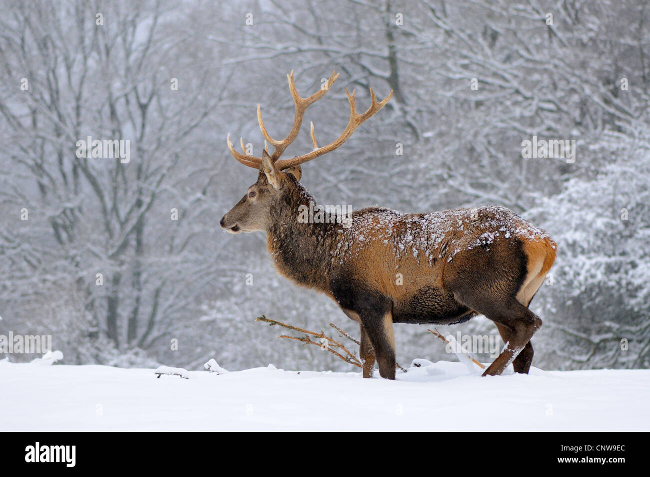 Rothirsch (Cervus Elaphus), Nähe Bull stehend auf einer schneebedeckten Wiese eines Waldes, Deutschland, Nordrhein-Westfalen, Sauerland Stockfoto