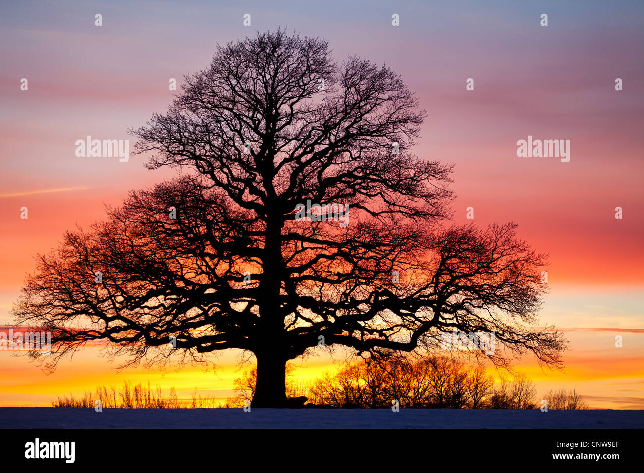 Eiche und bunten Himmel in der Abenddämmerung in Råde Kommune, Østfold Fylke, Norwegen. Stockfoto