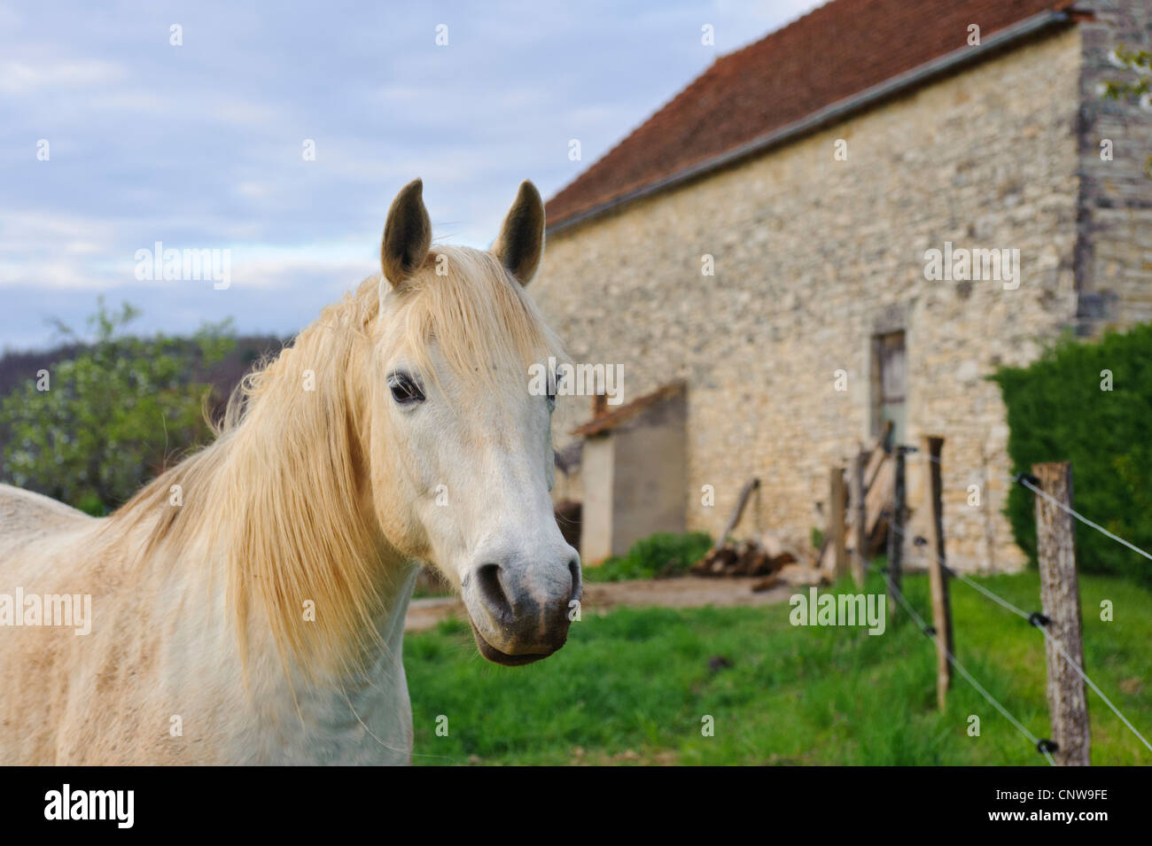 Weißes Pferd auf einem französischen Bauernhof im Vallée du Lot in Südfrankreich Stockfoto