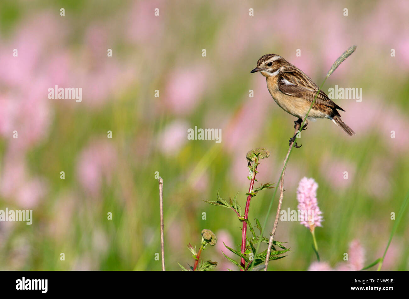 Braunkehlchen (Saxicola Rubetra), sitzen an einem Halm Rasen in eine Wiese voller blühender gemeinsame cm, Deutschland, Nordrhein-Westfalen Stockfoto
