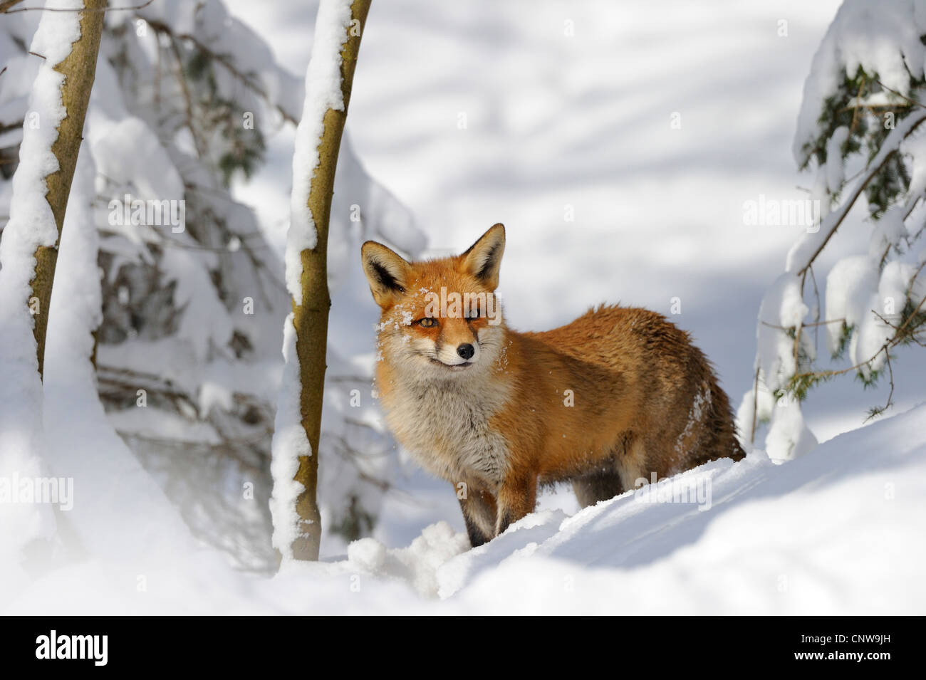 Rotfuchs (Vulpes Vulpes), im Winter, Deutschland Stockfoto