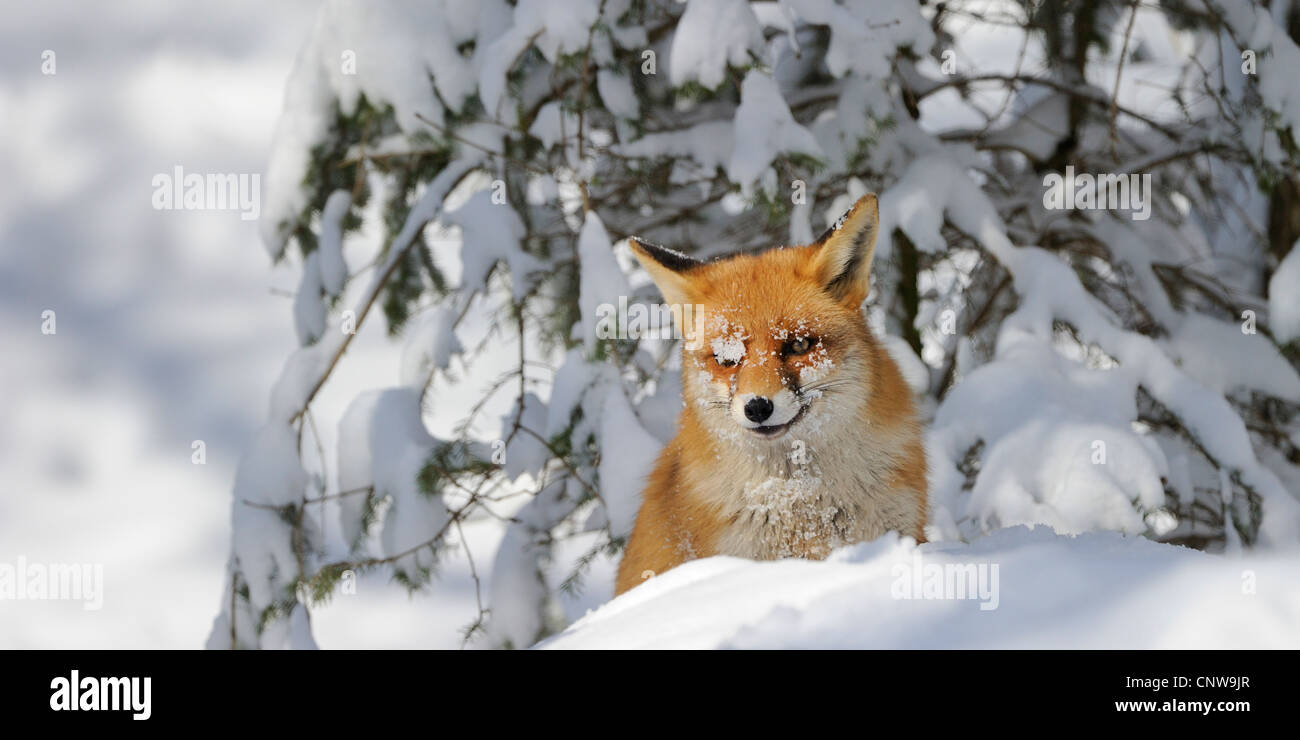 Rotfuchs (Vulpes Vulpes), im Winter, Deutschland Stockfoto
