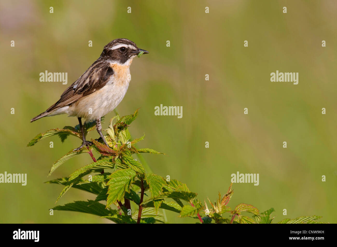 Braunkehlchen (Saxicola Rubetra), männliche sitzen auf Mädesüß mit Raupe im Schnabel, Deutschland, Nordrhein-Westfalen Stockfoto