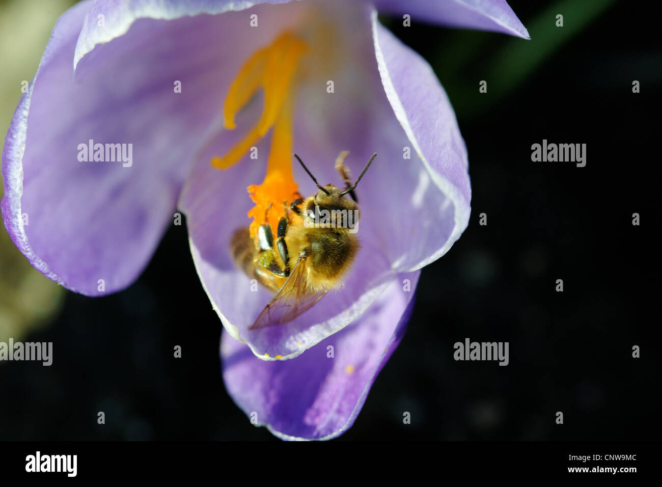 Honigbiene auf Frühlingsblumen Krokus Stockfoto