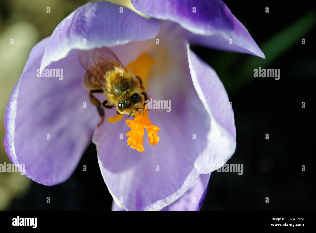 Honigbiene auf Frühlingsblumen Krokus Stockfoto