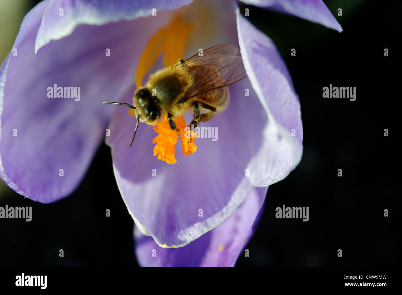 Honigbiene auf Frühlingsblumen Krokus Stockfoto