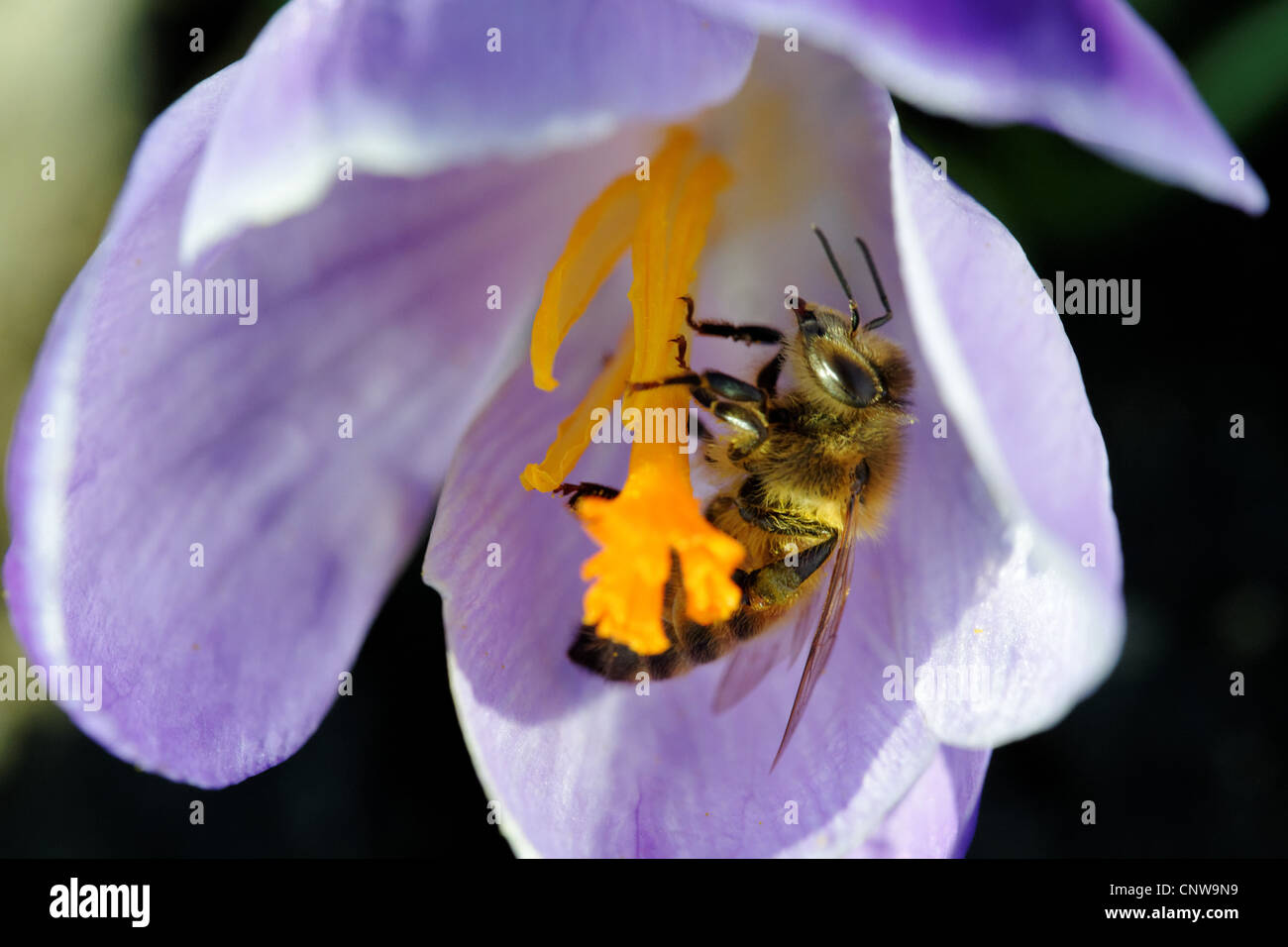 Honigbiene auf Frühlingsblumen Krokus Stockfoto