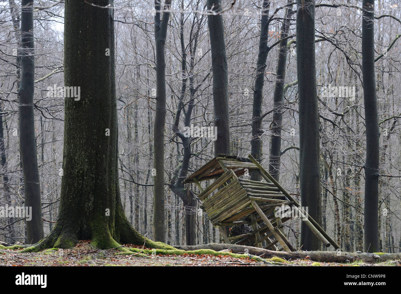 stehe vor einem Wald Rand stürzten nach einem Sturm, Deutschland, Nordrhein-Westfalen Stockfoto