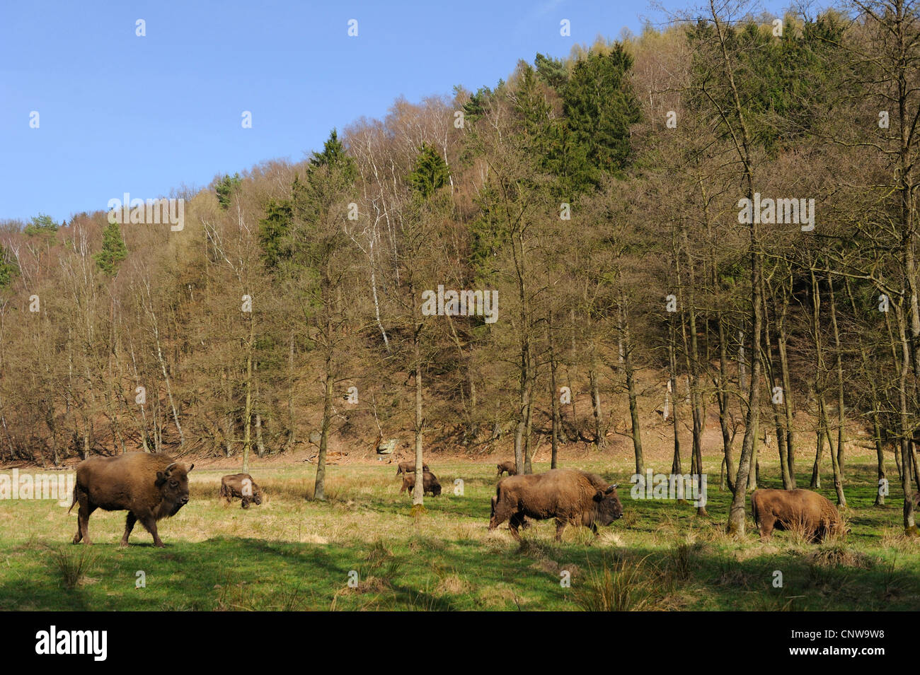 Europäische Bison, Wisent (Bison Bonasus), Herde in einer Wiese, umgeben von Wald, Deutschland Stockfoto