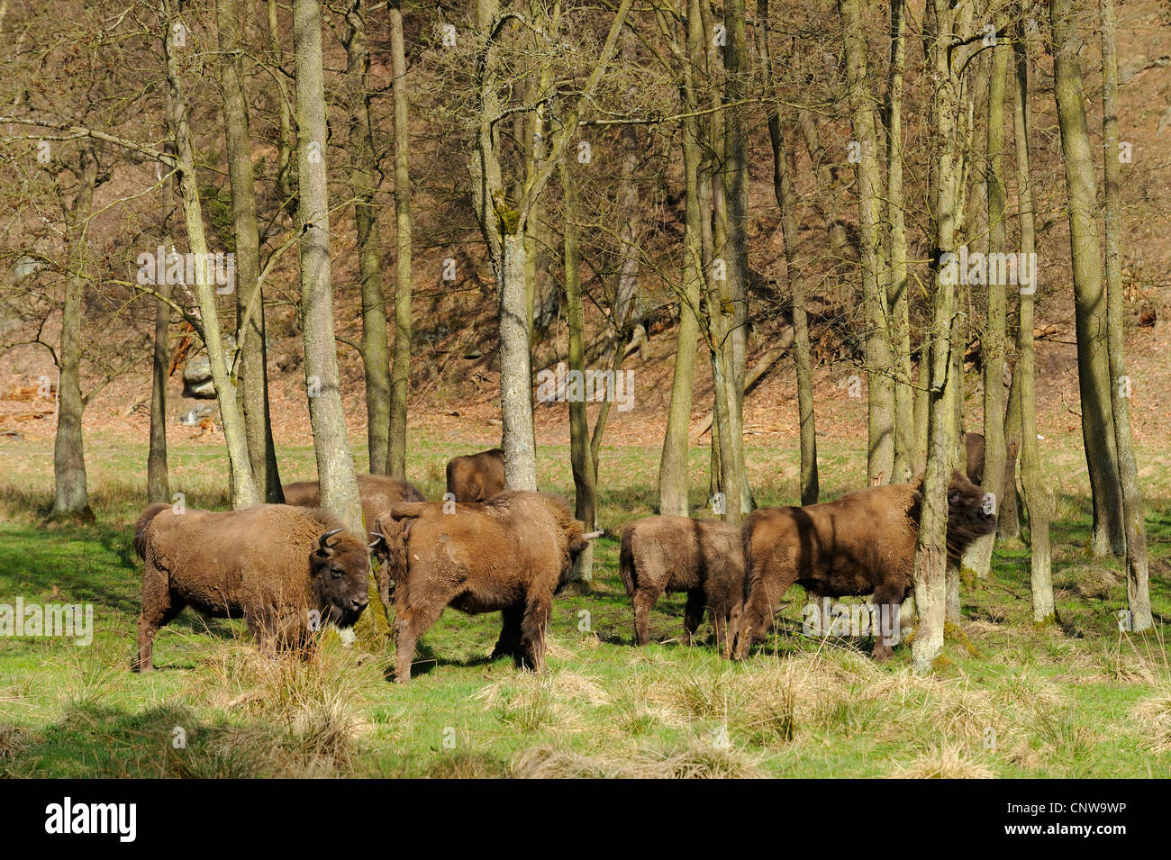 Europäische Bison, Wisent (Bison Bonasus), Herde in einer Wiese, umgeben von Wald zwischen einzelnen Bäumen, Deutschland Stockfoto