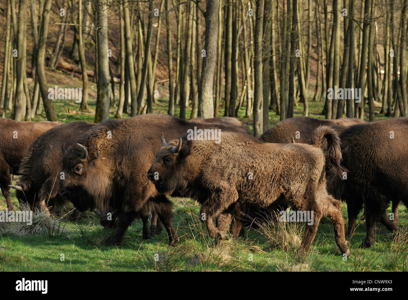 Europäische Bison, Wisent (Bison Bonasus), Herde auf einer Wiese am Rand des einen lichten Wald, Deutschland Stockfoto