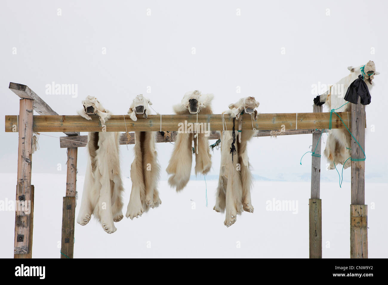 Eisbär (Ursus Maritimus), Skins aufhängen zum Trocknen, Grönland, Ostgroenland, Tunu, Kalaallit Nunaat, Scoresbysund, Kangertittivag, Ittoqqortoormiit Stockfoto
