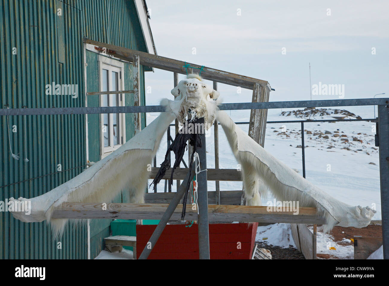 Eisbär (Ursus Maritimus), der Haut hängen zum Trocknen, Grönland, Ostgroenland, Tunu, Kalaallit Nunaat, Scoresbysund, Kangertittivag, Ittoqqortoormiit Stockfoto