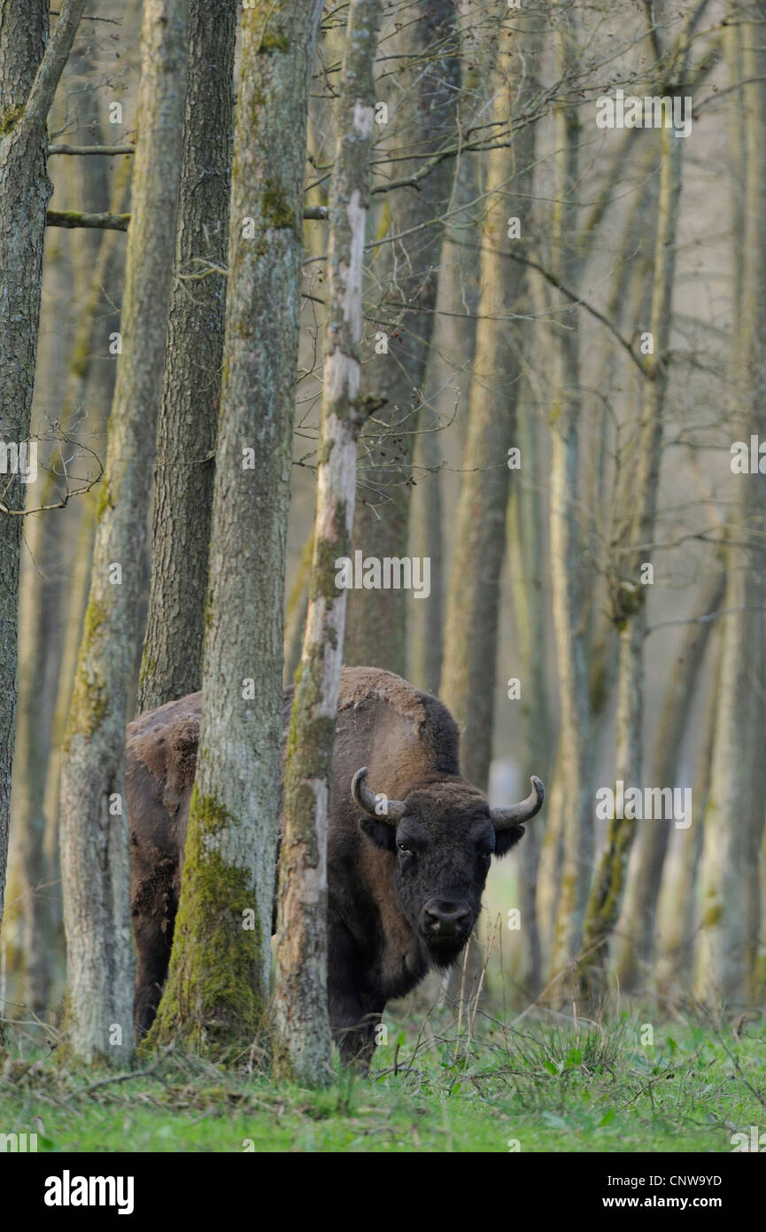 Europäische Bison, Wisent (Bison Bonasus), Erwachsene Stier stehend in einem lichten Wald auf einer Wiese, Deutschland Stockfoto