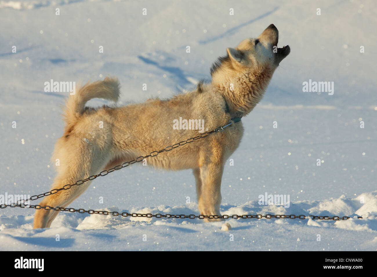 Grönlandhund (Canis Lupus F. Familiaris), stehend im Schnee, heulen, Grönland, Ostgroenland, Tunu, Kalaallit Nunaat, Scoresbysund, Kangertittivag, Ittoqqortoormiit Stockfoto