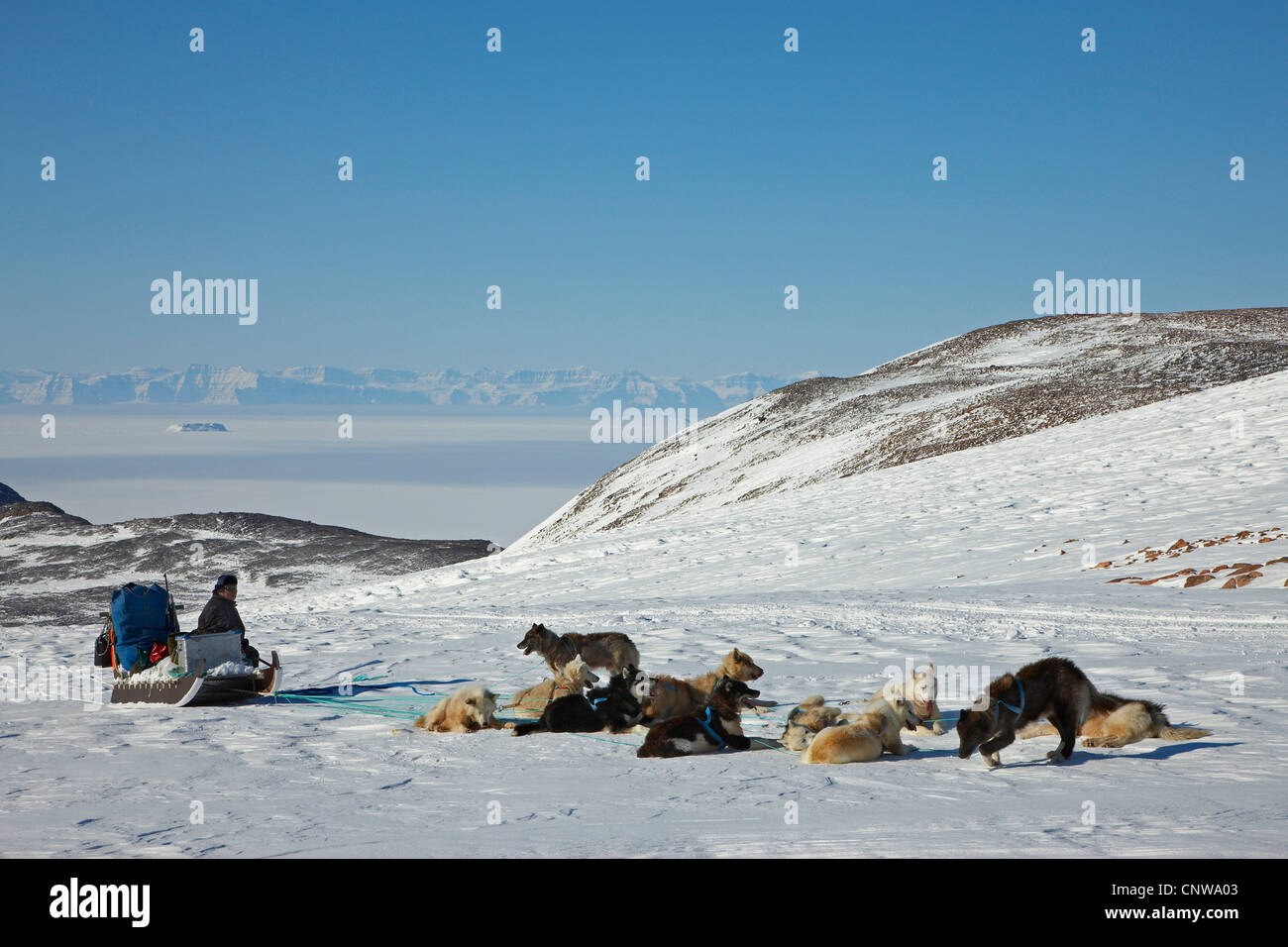 Grönlandhund (Canis Lupus F. Familiaris), Hundeschlitten, Ruhe, Blick auf Scoresbysund, Grönland, Ostgroenland, Tunu, Kalaallit Nunaat, Scoresbysund, Kangertittivag, Ittoqqortoormiit Stockfoto